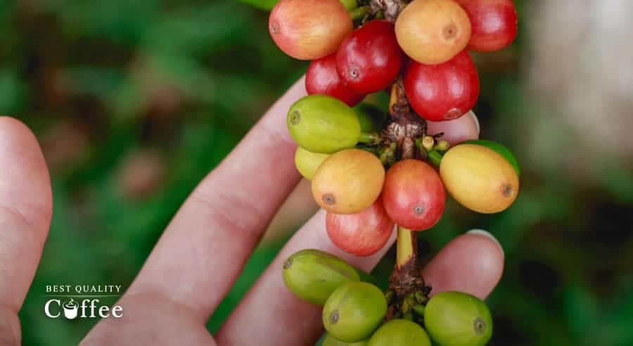 What Is Sustainable Coffee - Best Quality Coffee