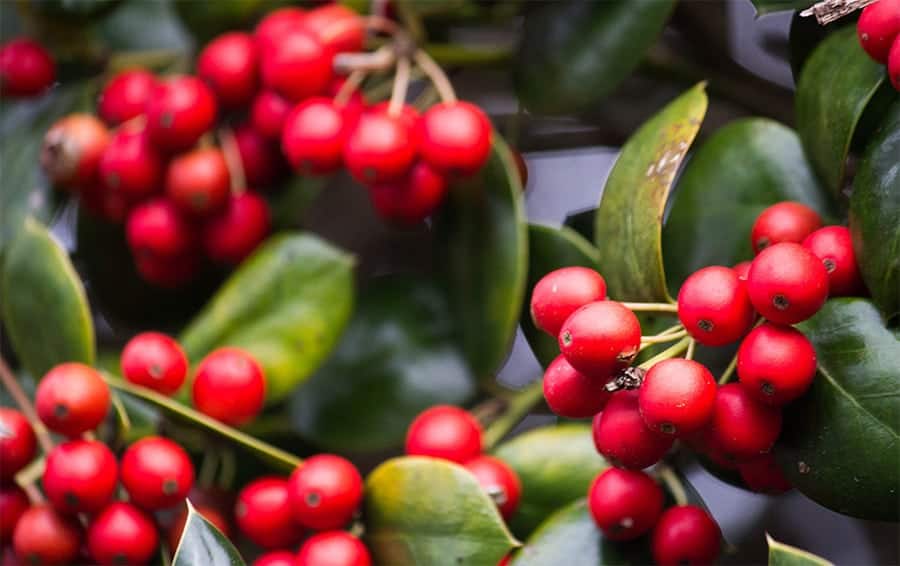 What is Shade Grown Coffee Best Quality Coffee