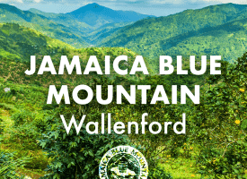 Jamaica Blue Mountain Coffee - Wallenford