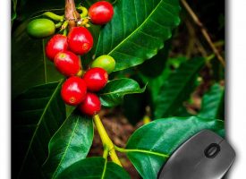 3dRose Kona coffee cherries on the vine Captain Cook Big Island Hawaii. - Mouse Pad 8 by 8-inch