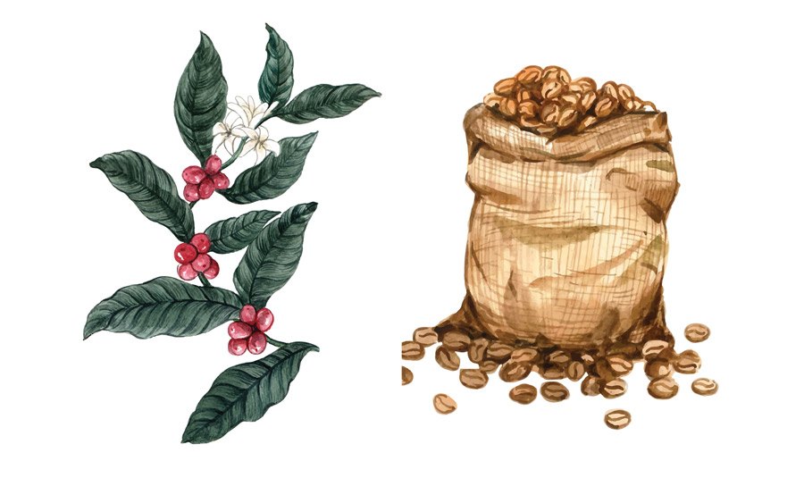 How to spot quality coffee beans