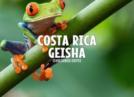 Costa Rica Geisha Coffee, Natural Process