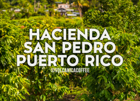 Puerto Rico Coffee, Hacienda San Pedro