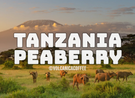 Tanzania Peaberry Coffee