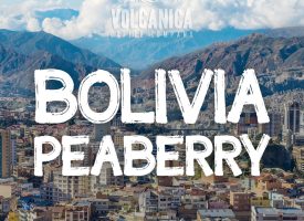 Bolivia Peaberry Coffee