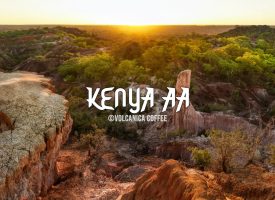 Kenya AA Coffee - Kenya Coffee