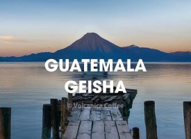Guatemala Geisha Coffee, Finca El Pinal