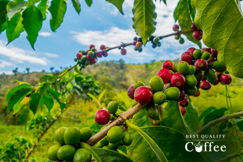 Best Honduran Coffee Beans of the Year - Best Quality Coffee