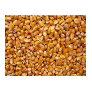 100 percent Organic Yellow Popcorn Bulk 5 Lbs - SPu309278
