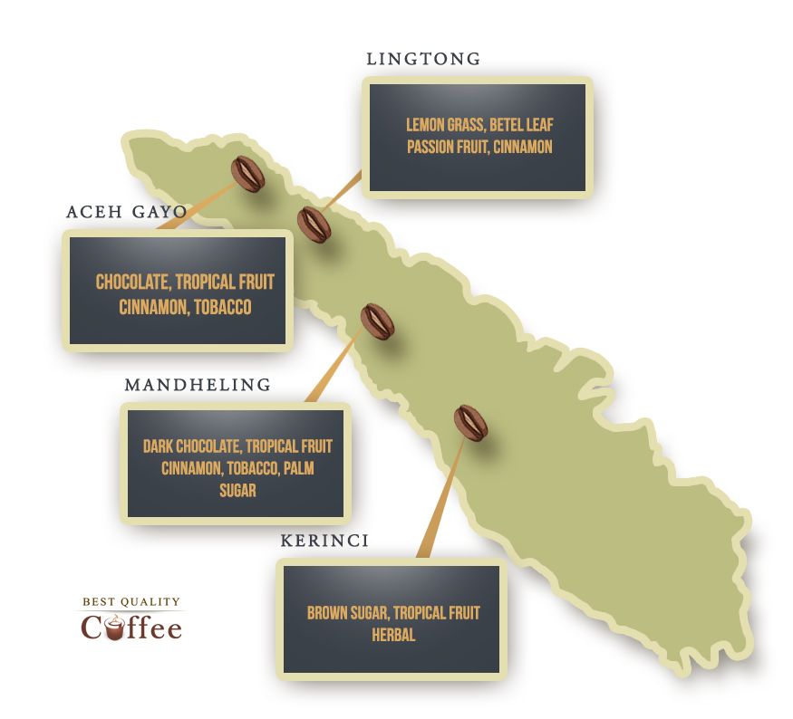 Sumatra Coffee Beans Info Graphic