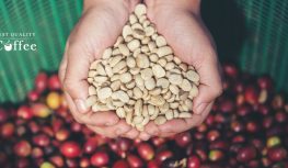 Best Sumatra Coffee