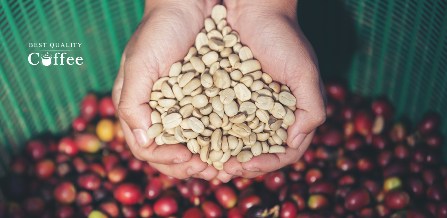 Choosing the Best Sumatra Coffee Beans