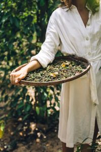 Coffee harvesting